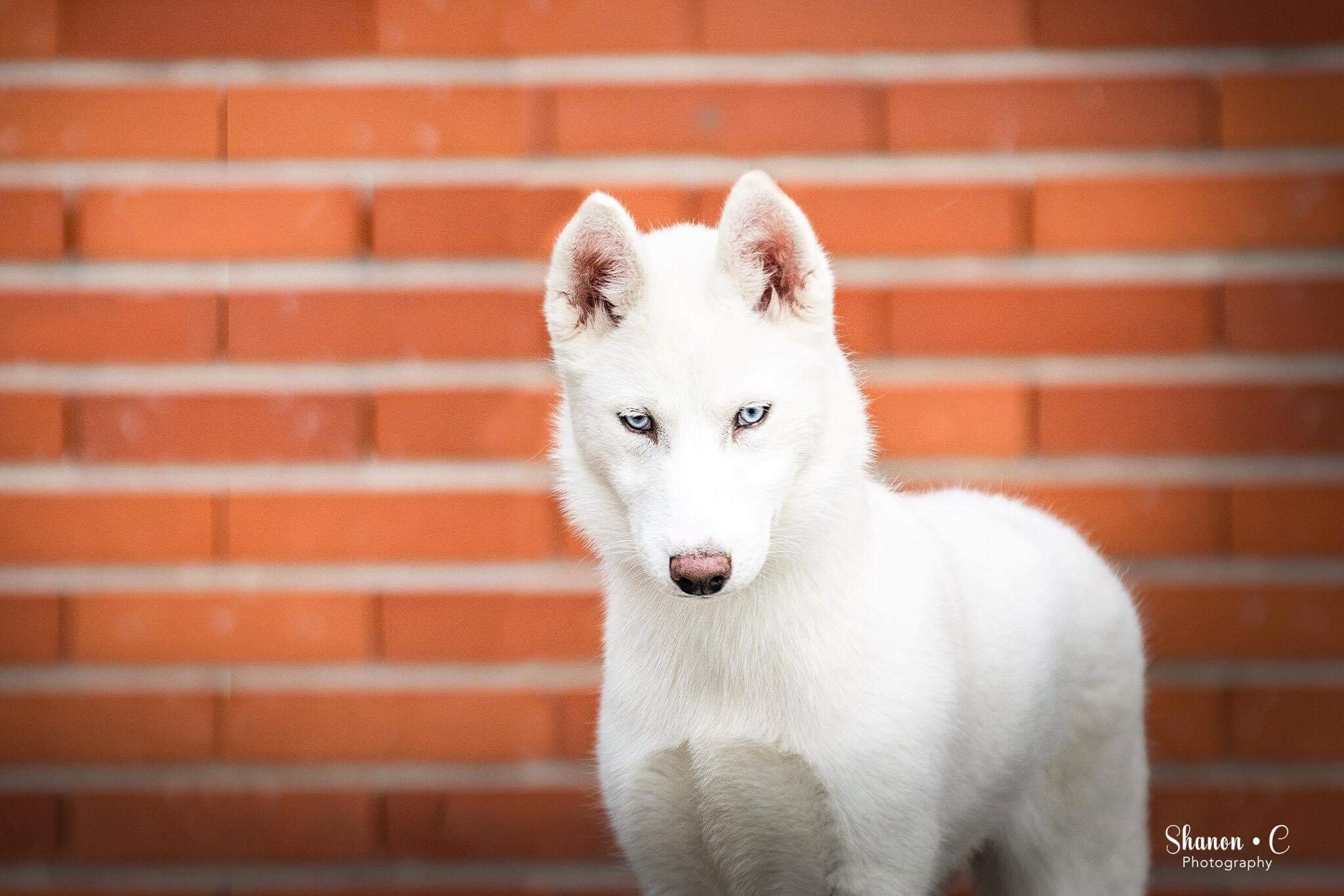 Liubov's Owana de neige