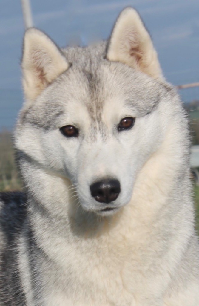 Real and pure lady Of Siberian Forest Wolves