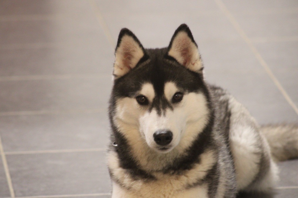 The black velvet beauty Of Siberian Forest Wolves