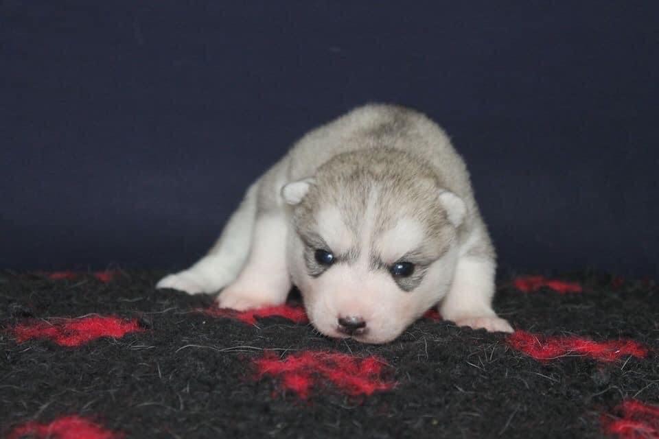 Real and pure lady Of Siberian Forest Wolves