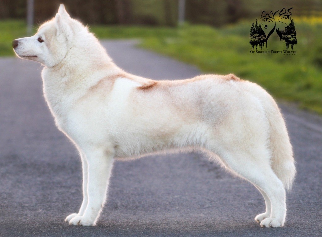 Tender love for kira Of Siberian Forest Wolves