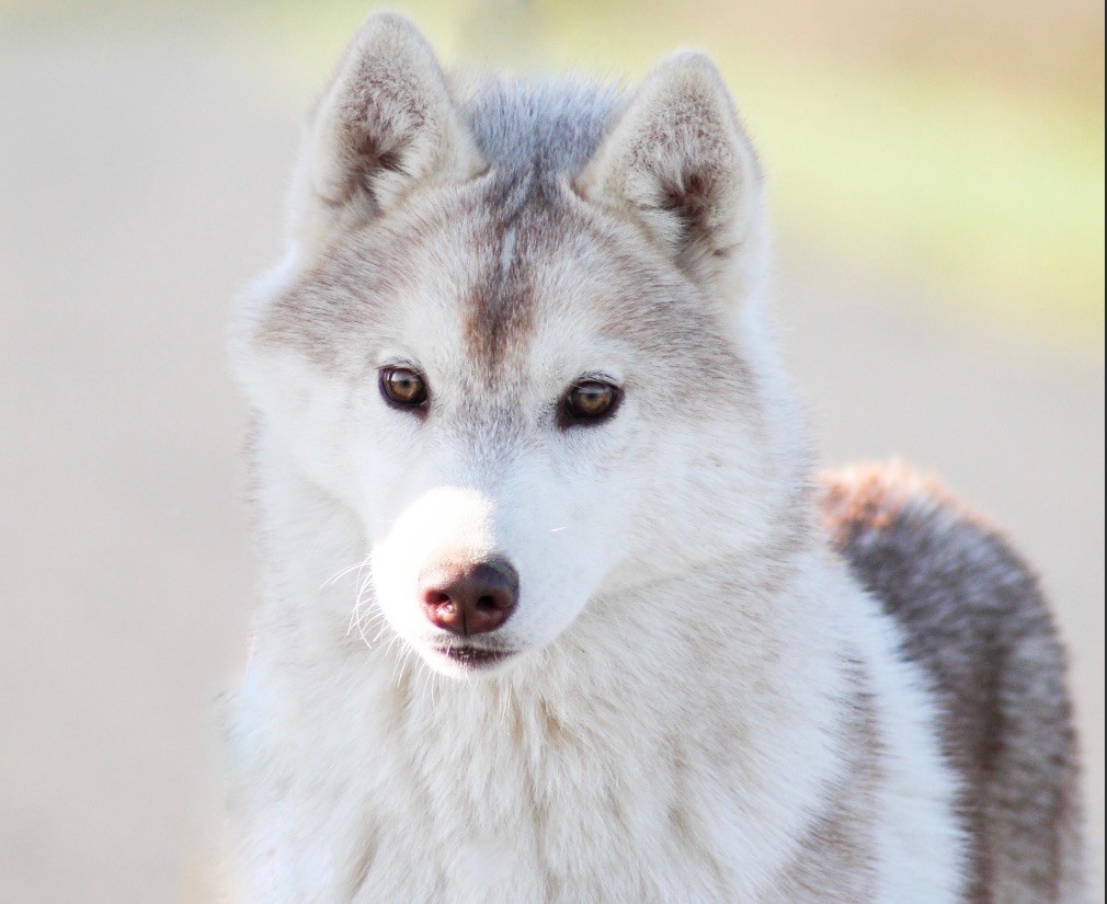 Tender love for kira Of Siberian Forest Wolves