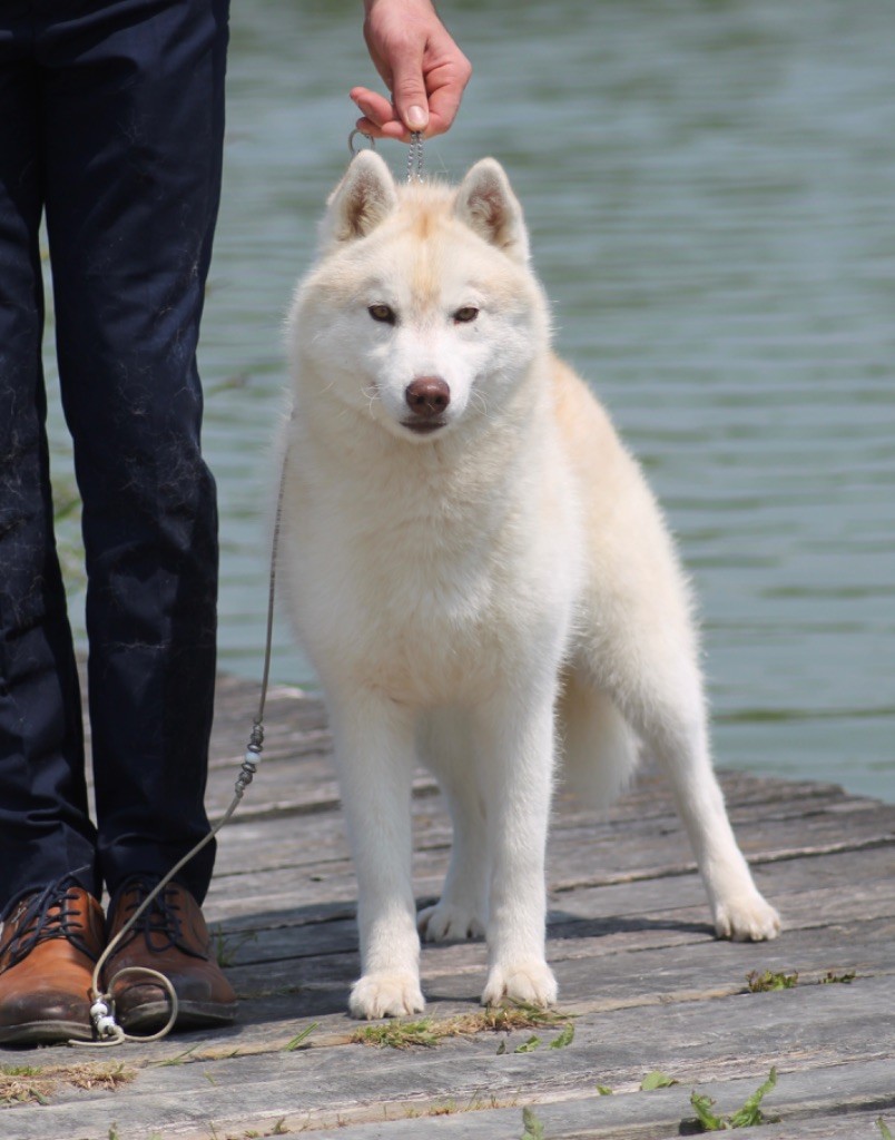 Tender love for kira Of Siberian Forest Wolves