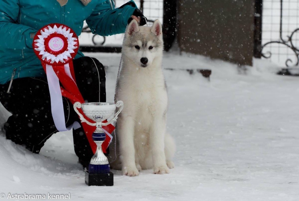 CH. Layla of siberian lady