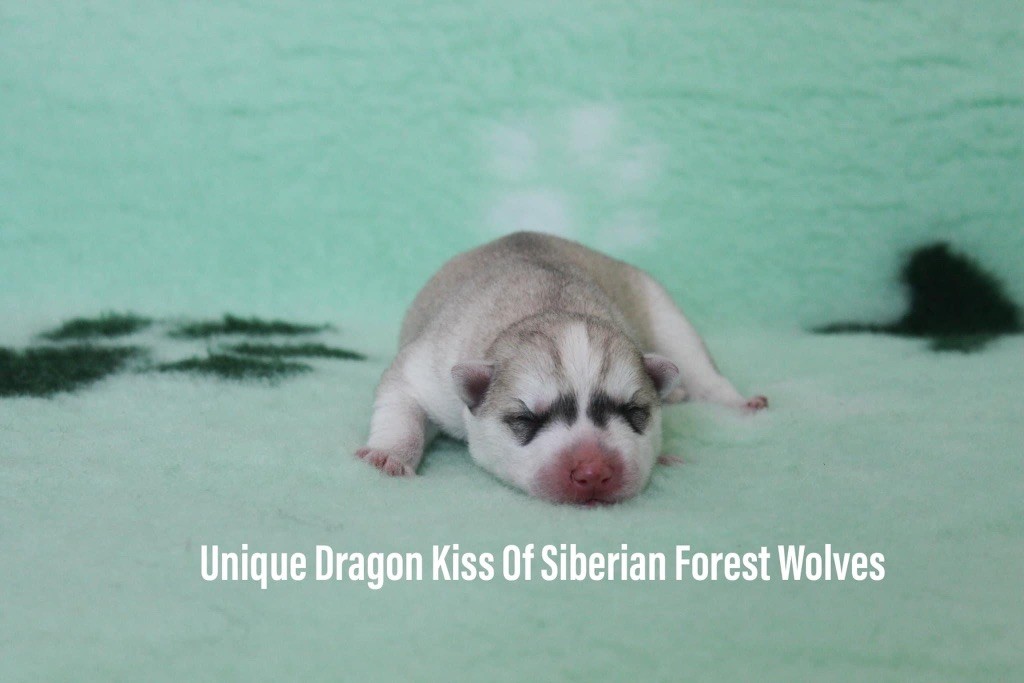 Unique dragon kiss Of Siberian Forest Wolves