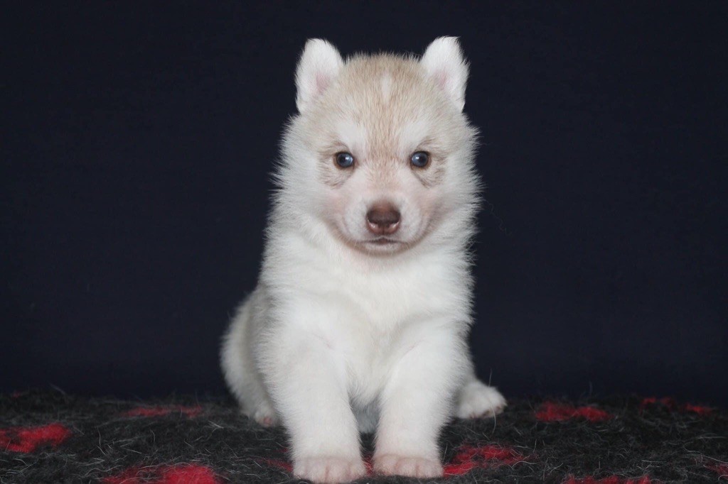 Rising star Of Siberian Forest Wolves