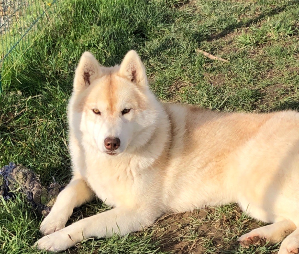 Rising star Of Siberian Forest Wolves