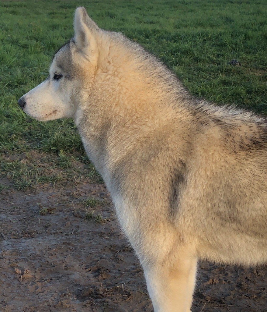 Real and pure lady Of Siberian Forest Wolves