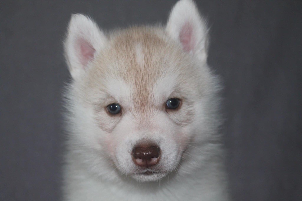 Rising star Of Siberian Forest Wolves