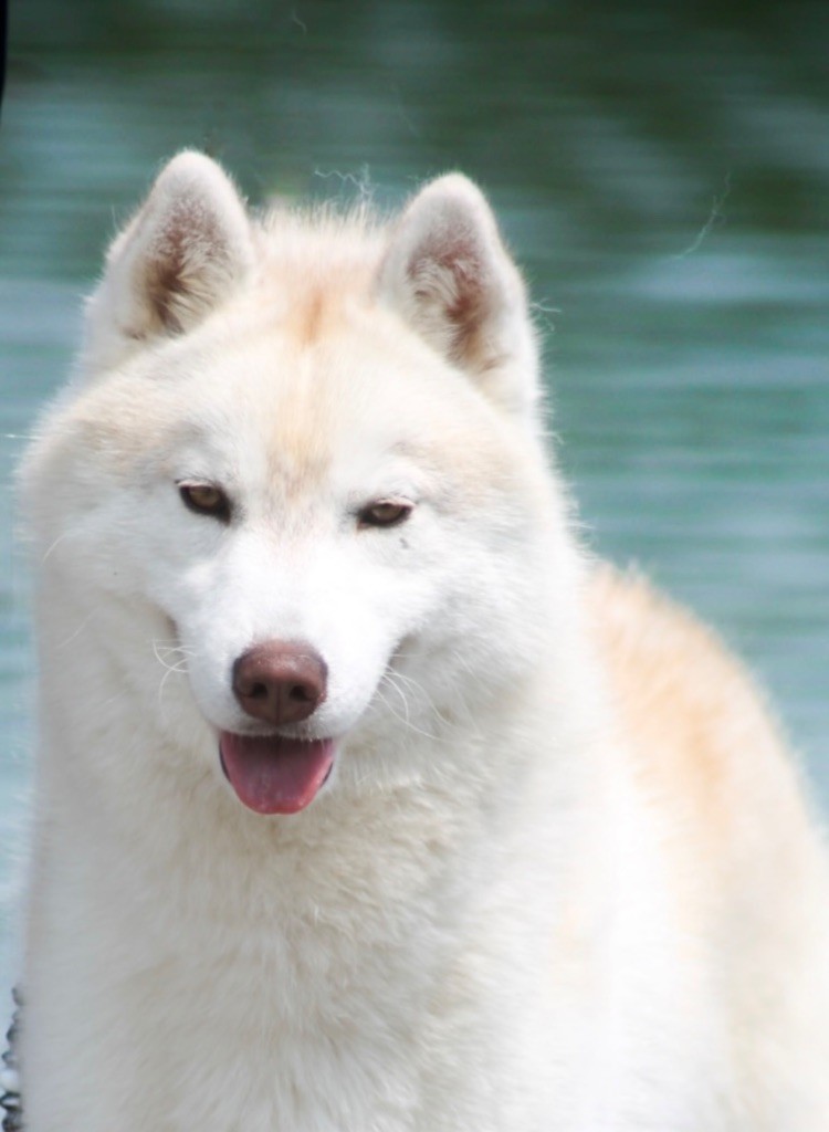 Tender love for kira Of Siberian Forest Wolves