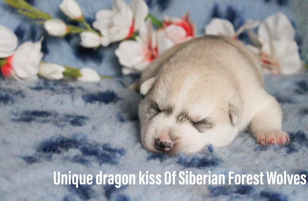 Unique dragon kiss Of Siberian Forest Wolves