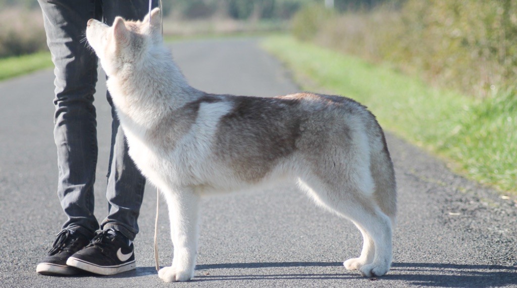 Tender love for kira Of Siberian Forest Wolves