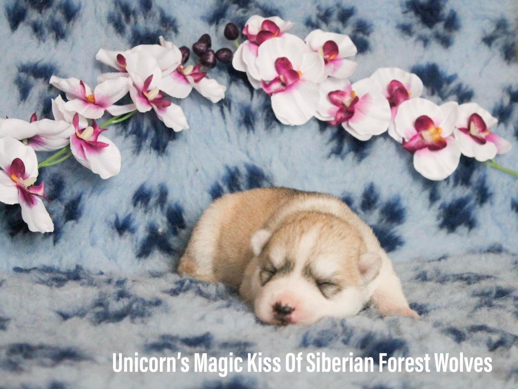 Unicorn-s magic kiss Of Siberian Forest Wolves