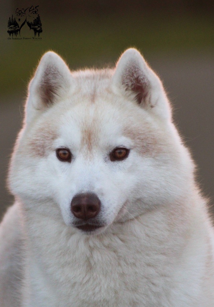 Tender love for kira Of Siberian Forest Wolves