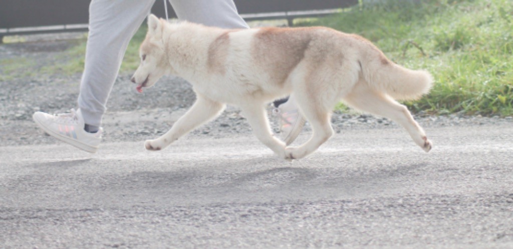 Tender love for kira Of Siberian Forest Wolves