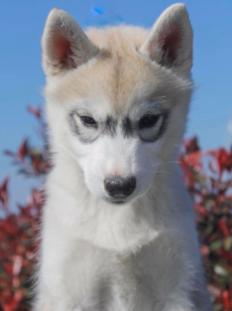 Real and pure lady Of Siberian Forest Wolves