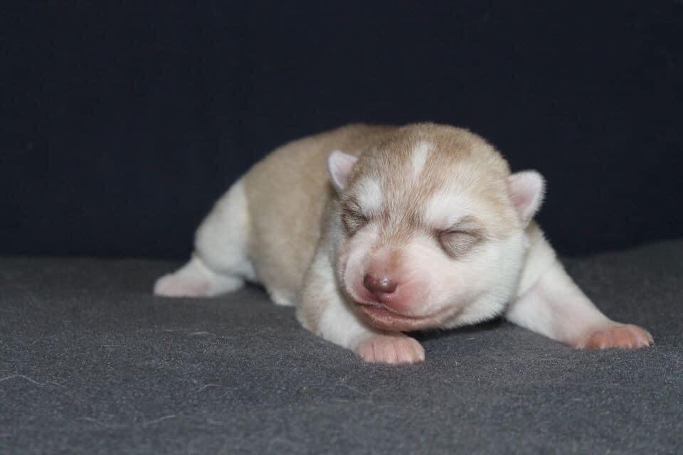 Rising star Of Siberian Forest Wolves