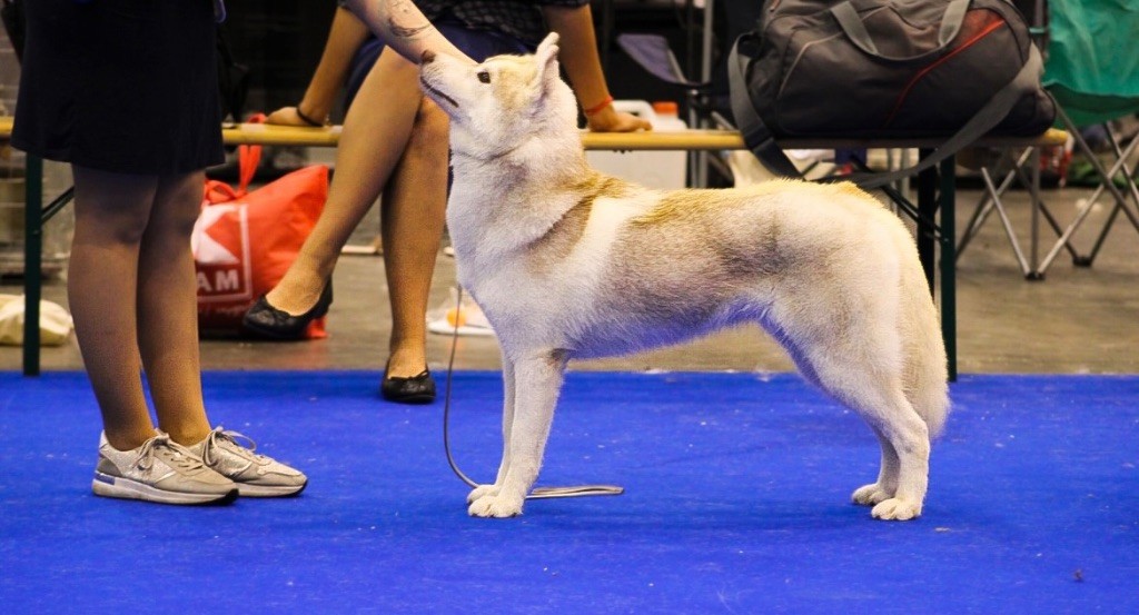 Tender love for kira Of Siberian Forest Wolves