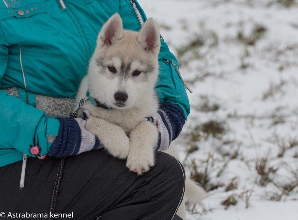 CH. Layla of siberian lady