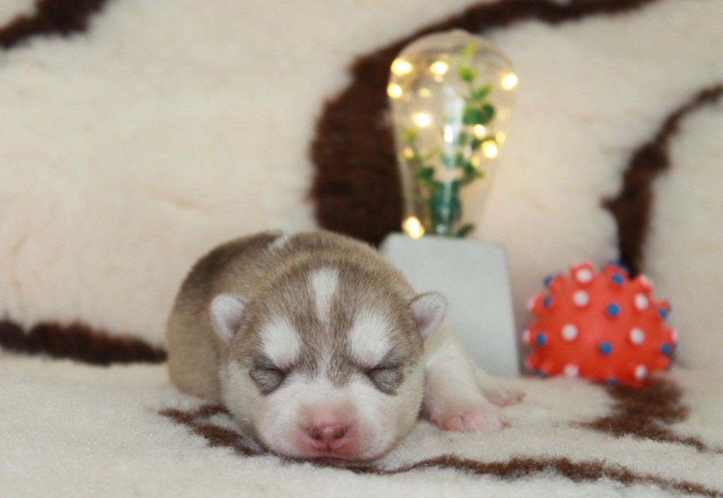 Tender love for kira Of Siberian Forest Wolves