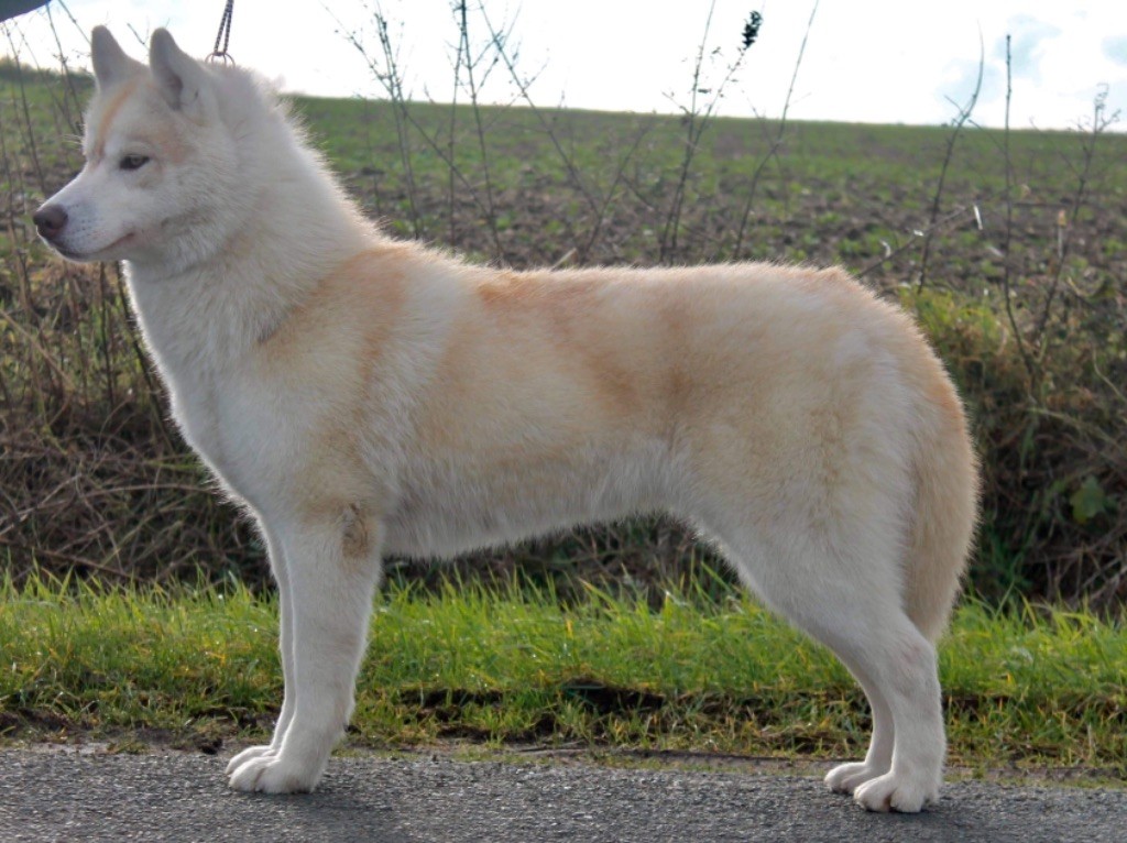 Rising star Of Siberian Forest Wolves