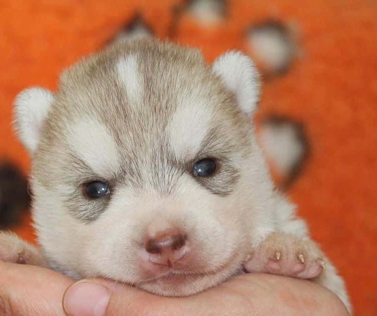 Tender love for kira Of Siberian Forest Wolves