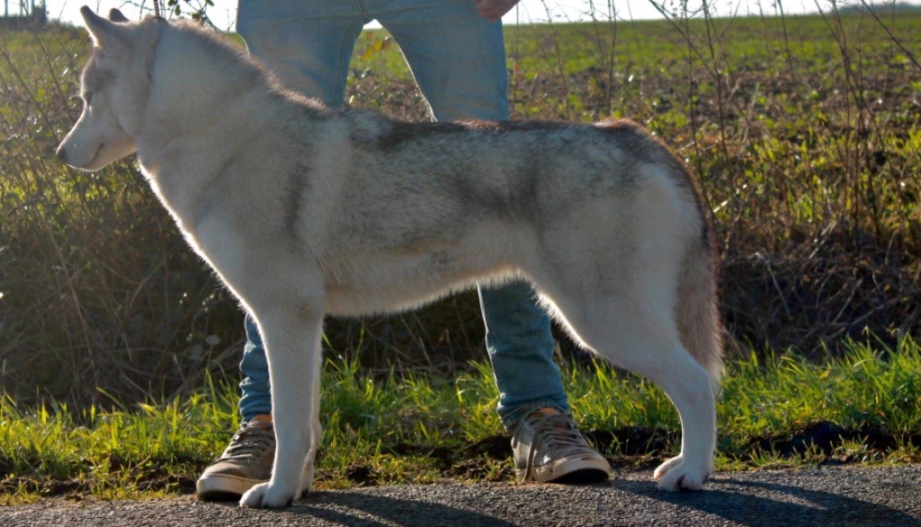 Real and pure lady Of Siberian Forest Wolves