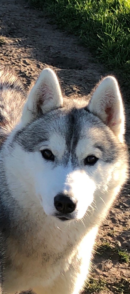 Real and pure lady Of Siberian Forest Wolves