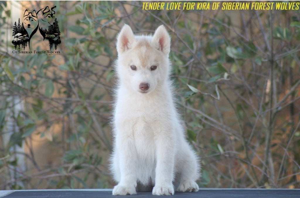 Tender love for kira Of Siberian Forest Wolves