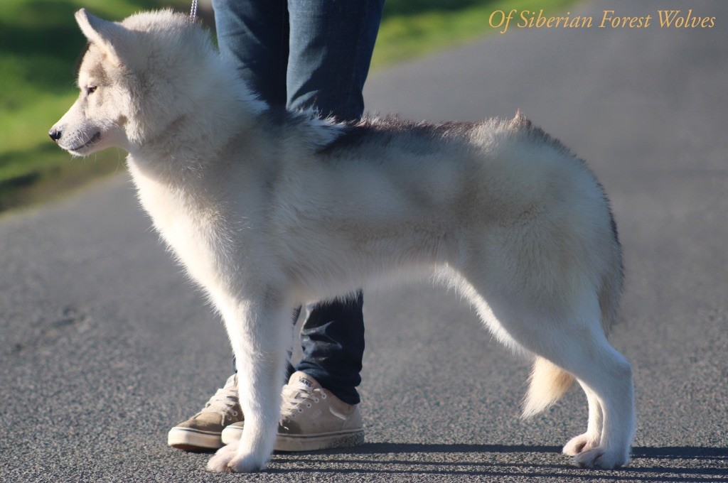 Unicorn-s magic kiss Of Siberian Forest Wolves