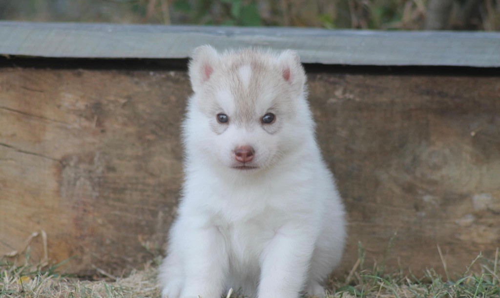 Tender love for kira Of Siberian Forest Wolves