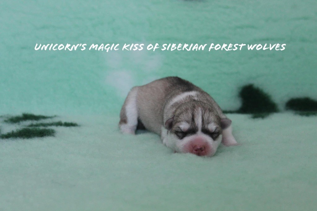 Unicorn-s magic kiss Of Siberian Forest Wolves