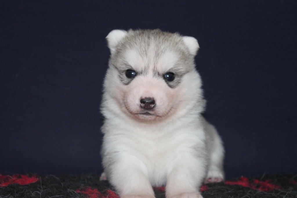 Real and pure lady Of Siberian Forest Wolves