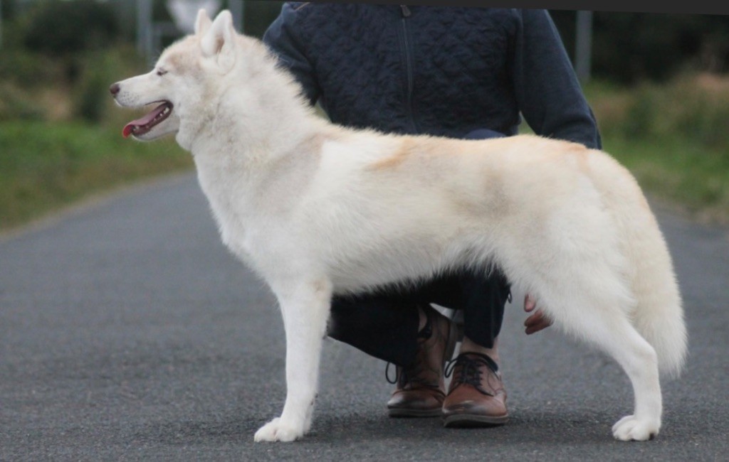 Tender love for kira Of Siberian Forest Wolves