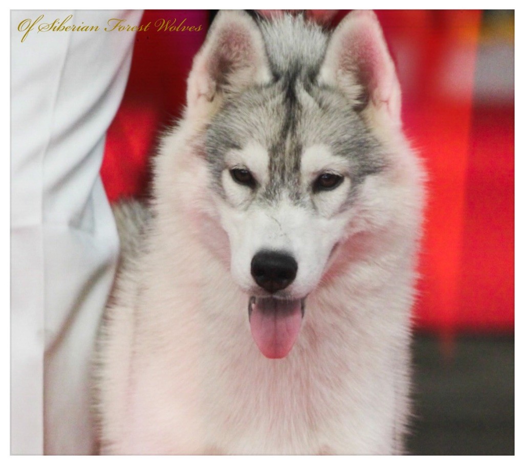 Unicorn-s magic kiss Of Siberian Forest Wolves