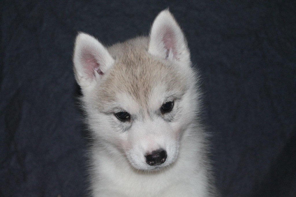 Real and pure lady Of Siberian Forest Wolves