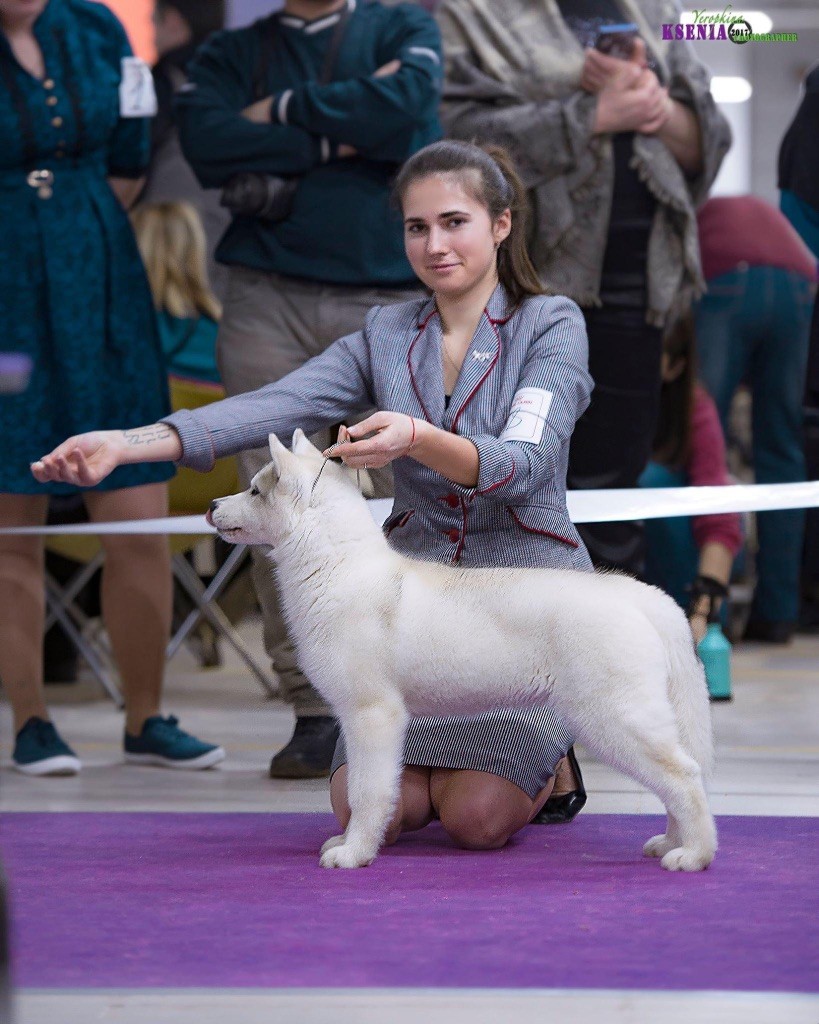 CH. Layla of siberian lady