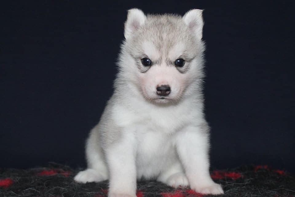 Real and pure lady Of Siberian Forest Wolves