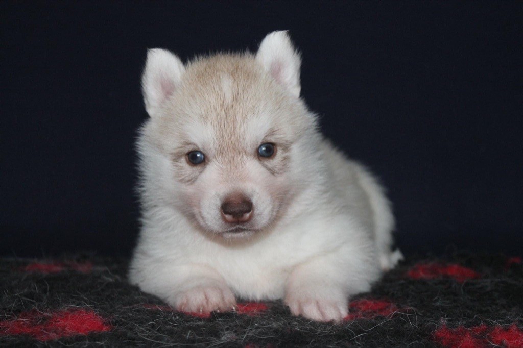 Rising star Of Siberian Forest Wolves