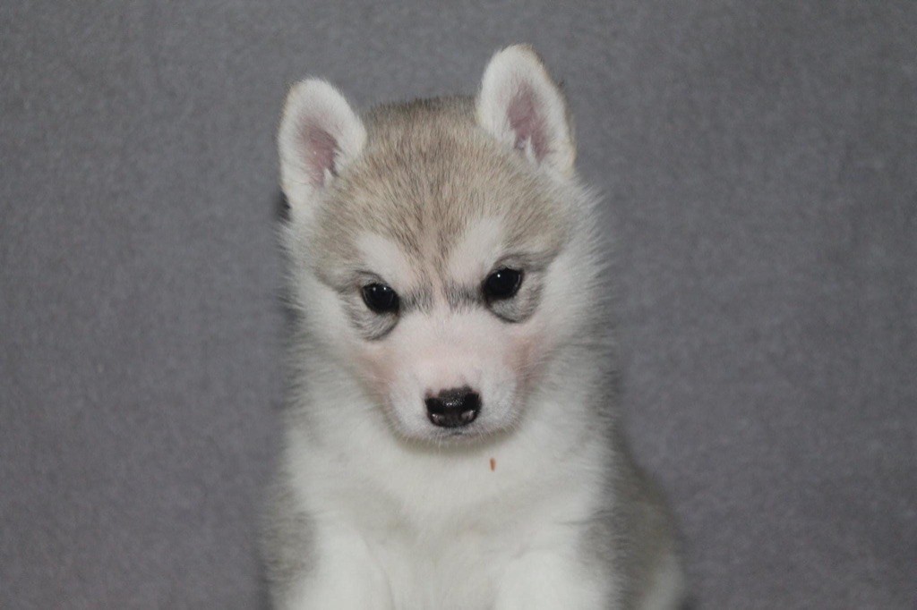 Real and pure lady Of Siberian Forest Wolves