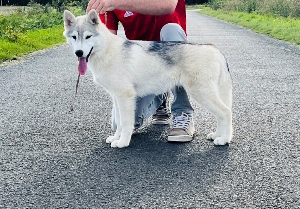 Unique dragon kiss Of Siberian Forest Wolves