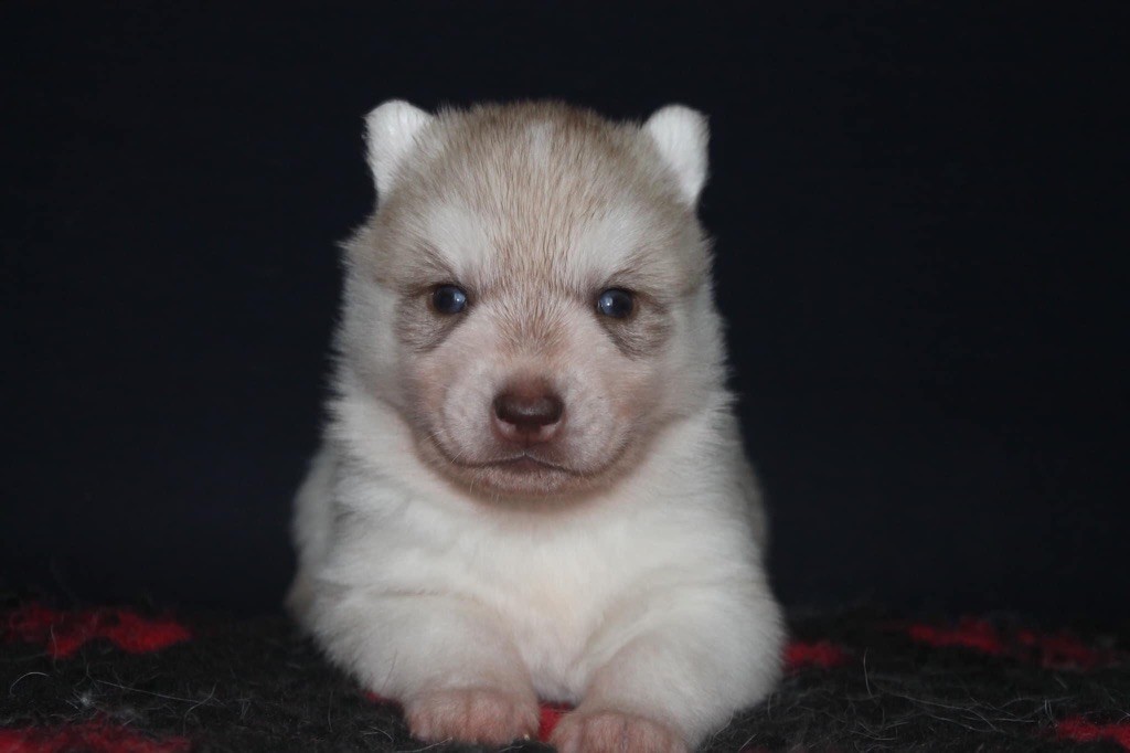 Rising star Of Siberian Forest Wolves