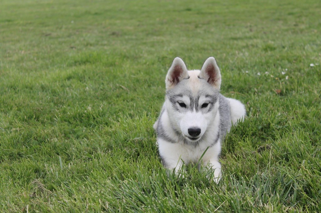 Real and pure lady Of Siberian Forest Wolves