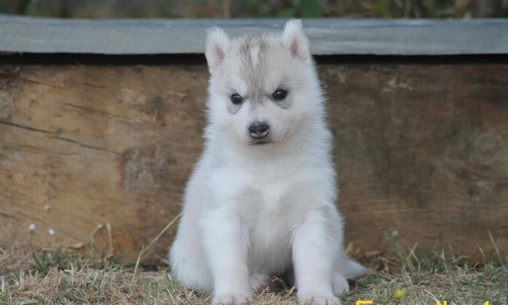 Thrills me Of Siberian Forest Wolves