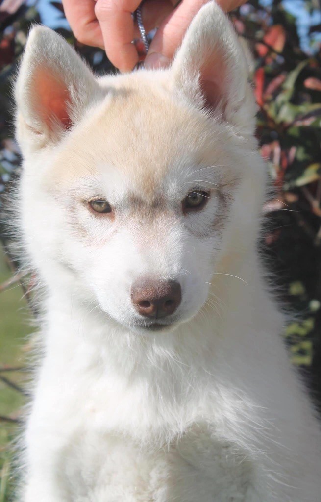 Rising star Of Siberian Forest Wolves