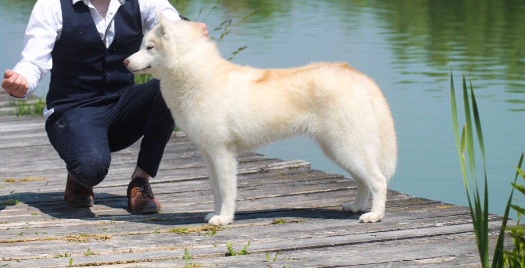 Tender love for kira Of Siberian Forest Wolves