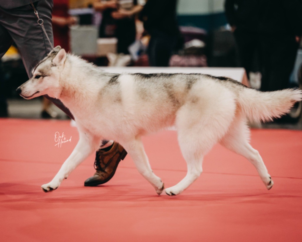 Vice jchfr. saphira magic dragon Of Siberian Forest Wolves