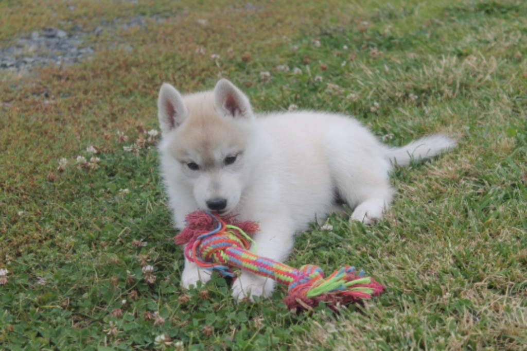 Vice jchfr. saphira magic dragon Of Siberian Forest Wolves