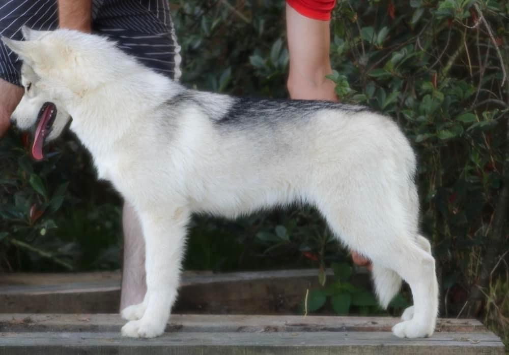 Unicorn-s magic kiss Of Siberian Forest Wolves