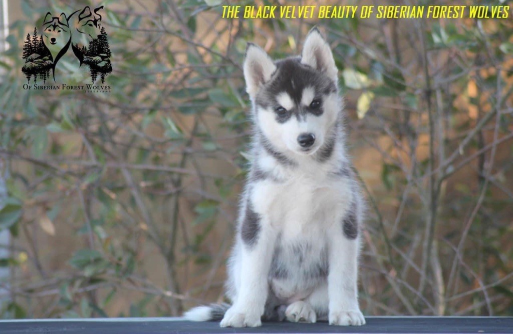 The black velvet beauty Of Siberian Forest Wolves